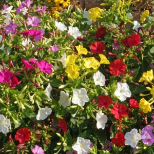 Noptite amestec (3 g) seminte Mirabilis jalapa, Barba Imparatului, flori trompeta, parfumate, colorate, Kertimag - Img 5