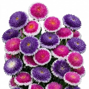Ochiul Boului Liliput Moonshine (0,3 g) seminte Callistephus chinensis pitic cu flori bicolore mix, Legutko