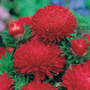 Ochiul Boului Paeonia rosu (0,3 g), seminte Aster, planta decorativa anuala Callistephus chinensis paeonia, flori mari, Agrosem