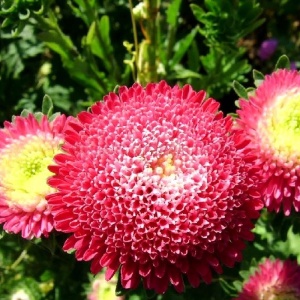 Ochiul Boului Princess rosu (1 g), seminte Aster, planta decorativa anuala Callistephus chinensis, Kertimag - Img 2