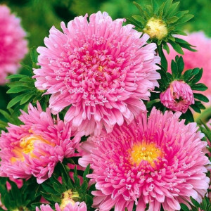 Ochiul Boului Princess roz (0,3 g), seminte Aster, planta decorativa anuala Callistephus chinensis, flori extrem de atractive, Agrosem