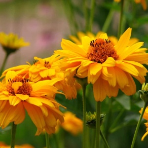 Floare de Ochiul-Boului fals Heliopsis scabra cu petale galben-aurii și centru proeminent