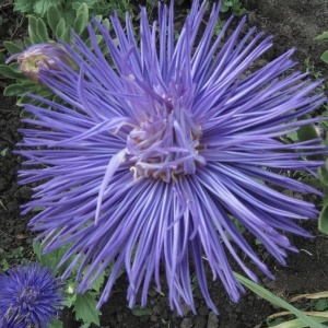 Ochiul Boului Unicum albastru (1 g) seminte Aster Callistephus chinensis cu flori mari, petale ascutite, Kertimag