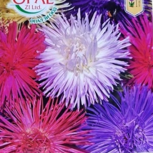 Ochiul Boului Unicum mix (0,7 g), seminte Aster, planta decorativa anuala, flori mari, petale ascutite, Opal - Img 2