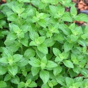 Oregano (0,1 g) seminte planta aromatica perena Origanum vulgare, Mefim Agro - Img 2