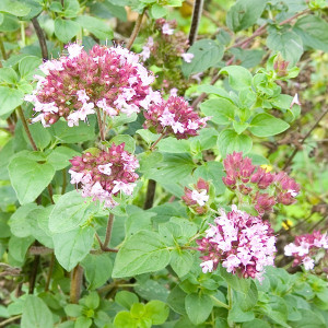Oregano (0,4 g) seminte Origanum vulgare, planta aromatica medicinala aroma deosebita, Opal
