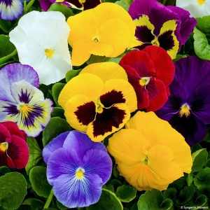 Panselute melanj (0,12 g), seminte pansele Viola witrockiana, flori mari, amestec de culori, Prima Sementi - Img 1