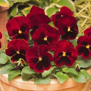 Panselute rosii cu centrul negru (0,25 g) seminte pansele Viola tricolor, flori mari rosii-caramizii, Kertimag - Img 3