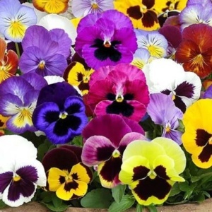 Panselute Swiss Giants mix (0,25 g) seminte pansele Viola witrockiana, flori foarte mari, amestec de culori, Kertimag