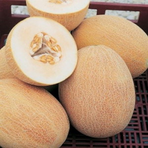Pepene galben Ananas (2 g), seminte soi timpuriu, miez alb-galbui, placut, aromat, Agrosem - Img 1
