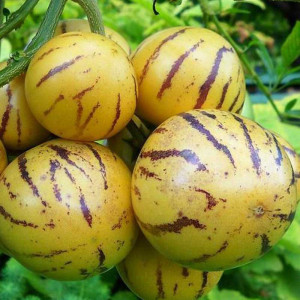 Pepino (4 seminte), seminte planta anuala, fructe aromate, dulci, Agrosem
