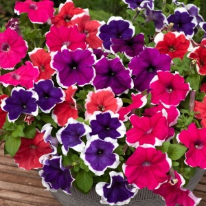 Petunie cascada mix (0,2 g) seminte Petunia hybrida, petale colorate cu margini albe, Opal - Img 3