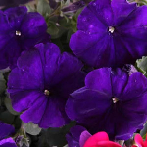 Petunie mov (0,1 g), seminte Petunia hybrida, flori mari violet, deosebit de frumoase, Agrosem - Img 2