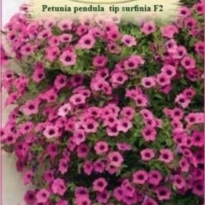 Petunie pendula tip surfinia F2 (0,01 g), seminte Petunia hybrida Surfina Rubina F2, flori curgatoare, culoare violet-purpuriu, Agrosem - Img 4