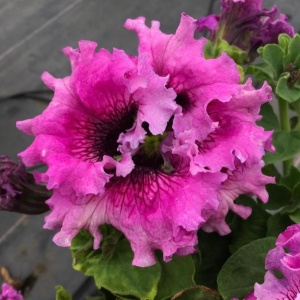 Petunie Superbissima (0,01 g) seminte Petunia hybrida flori foarte mari spectaculoase, ondulate, Mefim Agro - Img 4