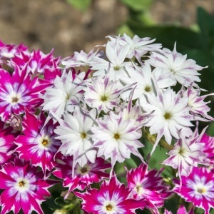 Phlox Stelat mix - Floks (0,5 g) seminte Phlox drummondii Stellar, flori stelate nuante vibrante, Legutko - Img 2