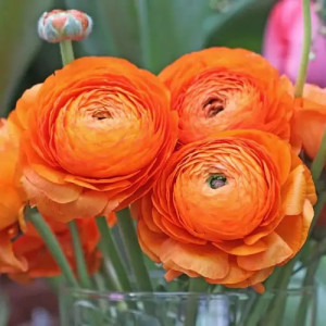 Ranunculus Orange (10 bulbi), bulbi Piciorul Cocosului, culoare portocalie, Agrosem - Img 2
