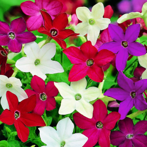 Regina Noptii amestec (0,2 g), seminte planta ornamentala anuala Nicotiana sanderae, flori parfumate, colorate, Mefim Agro - Img 3