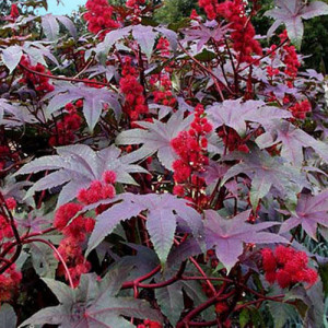 Ricin (2 seminte), seminte planta ornamentala anuala Ricinus communis Gibsonii, Agrosem