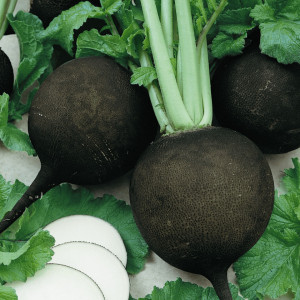 Ridichi de iarna Black Spanish Round (5 g), seminte soi tardiv, ridichi mari, negre, miezul alb, Agrosem