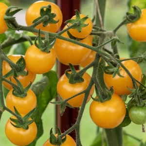 Tomate cherry Cereza Amarilla in ciorchine