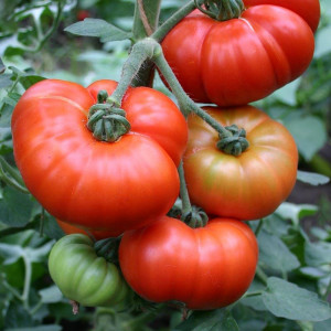 Rosii Marmande (0,4 g), seminte soi semitimpuriu tomate mari, crete, gustoase, Agrosem