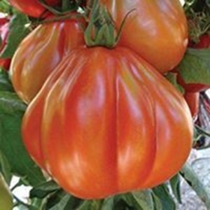 Rosii Pearson sel d'Albenga F1 (0,3 g) seminte tomate mari, usor costate, pulpa ferma cu gust autentic, hibrid italian nedeterminat, Prima Sementi