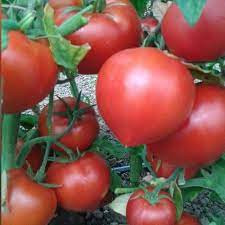 Rosii Prekos F1 (250 seminte) hibrid semideterminat, tomate tari, foarte dulci, Geosem Select - Img 2