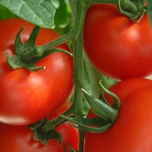 Rosii Rila F1 (250 seminte) hibrid semitimpuriu nedeterminat, tomate netede, tari, Geosem Select - Img 2