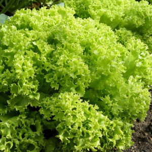 Salata creata Lollo Bionda (0,5 g), seminte soi timpuriu, salata creata, frunze fine, verzi, Nova Sem