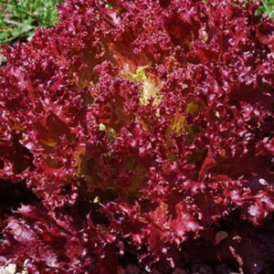 Salata creata Lollo Rossa (6 g), seminte soi timpuriu, salata frunze crete, fine, rosu inchis, Raci Sementi - Img 1