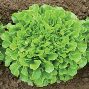 Salata Frunza de Stejar verde (2 g) seminte salata cu frunze ondulate, fragede, rezistenta la mana, Opal