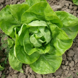 Salata Humil (2,5 g) seminte salata de capatana rezistenta la frig, Kertimag