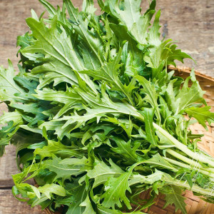 Salata Mizuna japonica (2 g), seminte soi salata asiatica gust picant, Kertimag