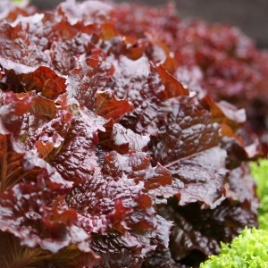 Salata Muleta (1 g) seminte salata cu frunze crete, rosu intens, gust delicat, usoara aroma de nuca, Legutko