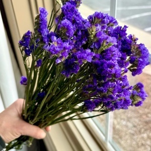 Saraturica albastra (5 g) seminte Limonium sinuatum rezistenta la seceta, flori albastre pentru uscare, Kertimag - Img 3