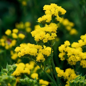 Saraturica galbena (0,5 g) seminte Limonium sinuatum rezistenta la seceta, flori colorate pentru uscare, Kertimag
