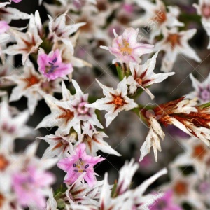 Saraturica perena (0,2 g) seminte Limonium tataricum, flori albe pentru uscare si stancarii, Kertimag - Img 4