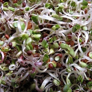 Seminte pentru germeni de Mustar (50 g) germeni aromati pentru stimularea digestiei si accelerarea metabolismului, Kertimag