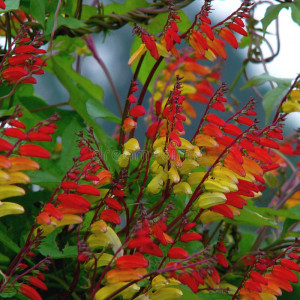 Steagul Spaniol cataratoare (0,5 g) seminte Mina lobata urcatoare, flori culori schimbatoare, Opal