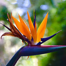 Strelitzia (1 g) seminte Pasarea Paradisului flori foarte atractive, Opal