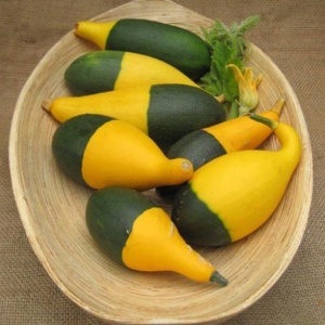 Tartacute decorative Pear Bicolour (1 g) seminte Cucurbita pepo in forma de para verde cu galben, Legutko - Img 2
