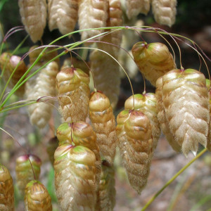 Tremurici (0,3 g), seminte planta ornamentala anuala Briza maxima, spice decorative, flexibile, Agrosem - Img 3