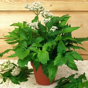 Valeriana (1 g) seminte planta medicinala si aromatica Valeriana officinalis, Prima Sementi