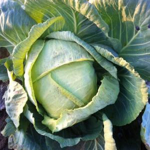 Varza de toamna Muntenia (10 g), seminte soi romanesc productiv, varza indesata, gustoasa, Patru Agro