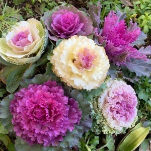 Varza decorativa - Kapusta Ozdobna (0,5 g) seminte Brassica oleracea, frunze extrem de frumoase, diverse culori, Legutko