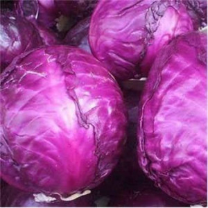 Varza rosie Testa di Negro (7 g), seminte soi semitardiv, varza rosie rotunda, tare, Raci Sementi