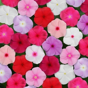 Vinca mix (0,25 g) seminte Catharanthus roseus, inflorire abundenta pana toamna tarziu, Kertimag