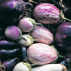 Vinete amestec - Oberzyna (0,5 g) seminte diverse soiuri de vinete, mix de culori, marimi si texturi, Legutko
