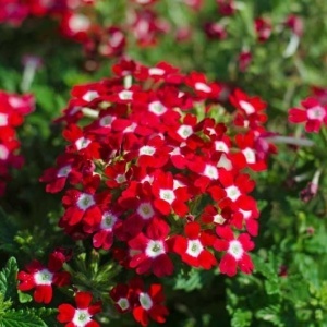 Werbena ogrodowa (0,3 g) seminte Verbena hybrida nana, flori superbe rosii cu ochi albi, Legutko - Img 4